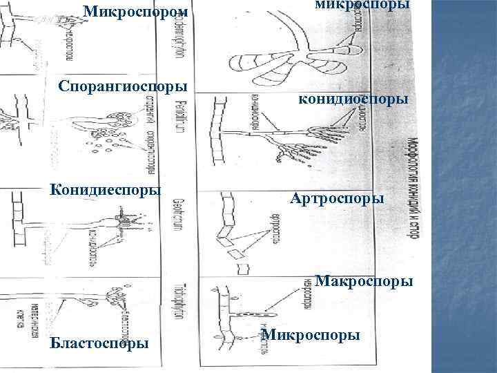 Микроспором Спорангиоспоры Конидиеспоры микроспоры конидиоспоры Артроспоры Макроспоры Бластоспоры Микроспоры 