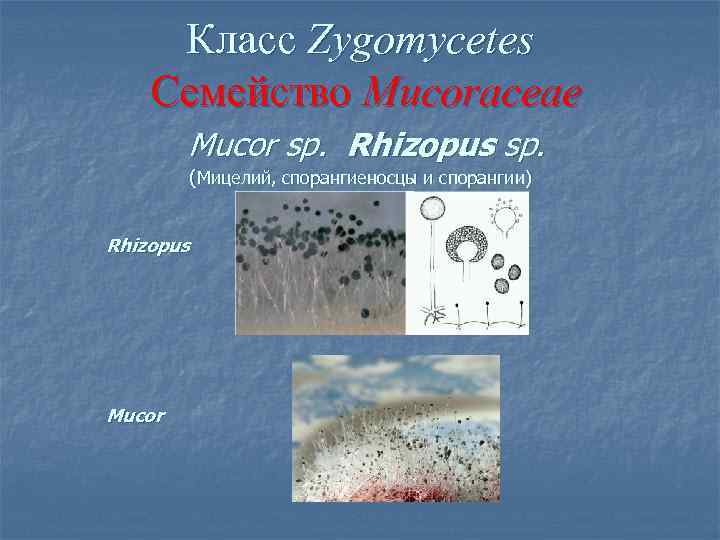 Класс Zygomycetes Семейство Mucoraceae Mucor sp. Rhizopus sp. (Мицелий, спорангиеносцы и спорангии) Rhizopus Mucor