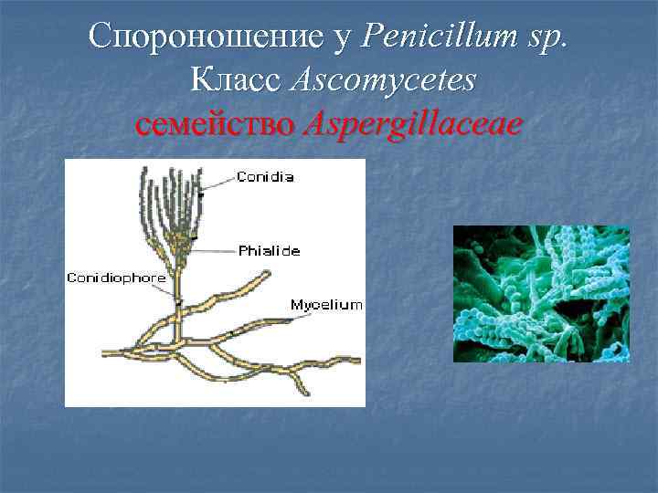 Спороношение у Penicillum sp. Класс Ascomycetes семейство Aspergillaceae 