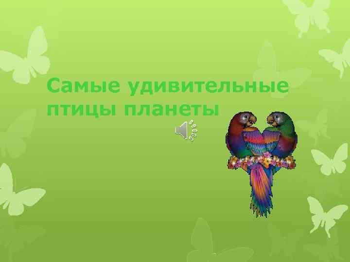 Самые удивительные птицы планеты 