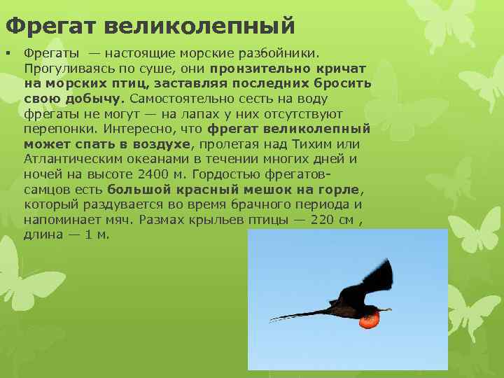 Какая птица пронзительно кричит. Презентация удивительные птицы. Птица Фрегат описание. Великолепный Фрегат птица. Птица Фрегат фото и описание.