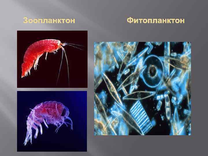 Фитопланктон дать определение. Планктон фитопланктон зоопланктон бентос. Зоопланктон одноклеточные. Планктонная личинка. Фитопланктон мирового океана.