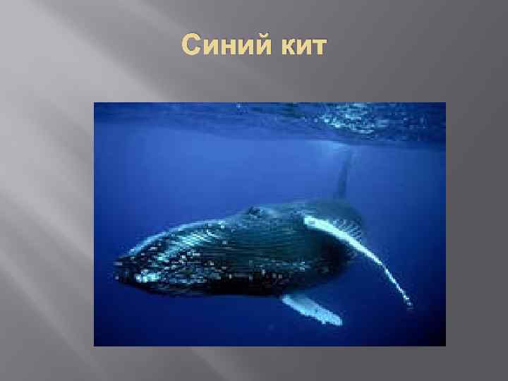 Синий кит 