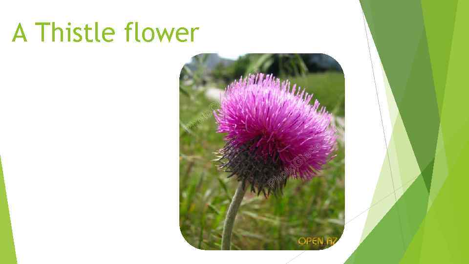 A Thistle flower 