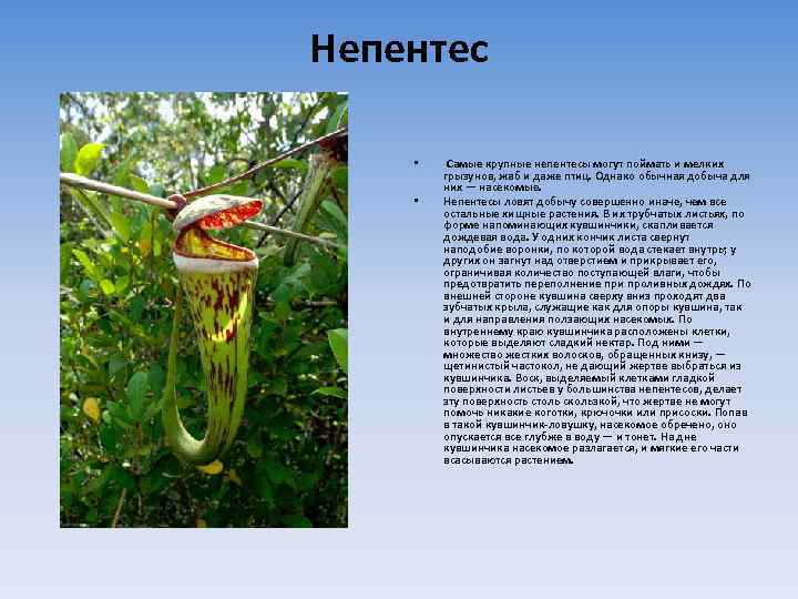 Непентес • • Самые крупные непентесы могут поймать и мелких грызунов, жаб и даже