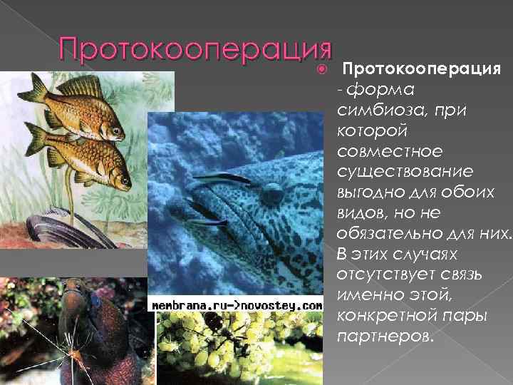 Протокооперация - форма симбиоза, при которой совместное существование выгодно для обоих видов, но не