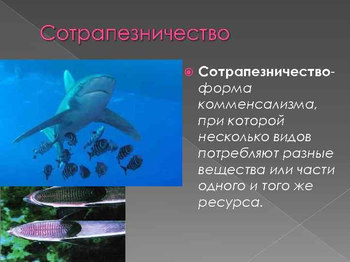 Сотрапезничество Сотрапезничествоформа комменсализма, при которой несколько видов потребляют разные вещества или части одного и