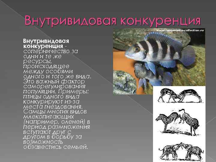 Внутривидовая конкуренция соперничество за одни и те же ресурсы, происходящее между особями одного и