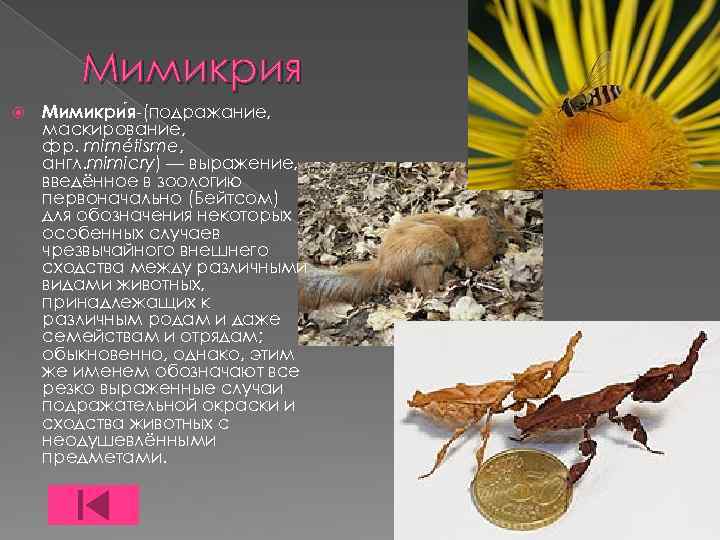 Мимикрия Мимикри я-(подражание, маскирование, фр. mimétisme, англ. mimicry) — выражение, введённое в зоологию первоначально