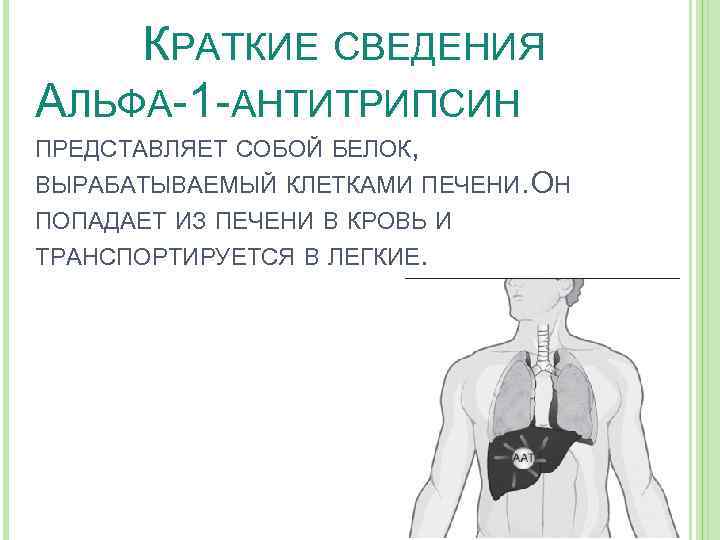 КРАТКИЕ СВЕДЕНИЯ АЛЬФА-1 -АНТИТРИПСИН ПРЕДСТАВЛЯЕТ СОБОЙ БЕЛОК, ВЫРАБАТЫВАЕМЫЙ КЛЕТКАМИ ПЕЧЕНИ. Н О ПОПАДАЕТ ИЗ