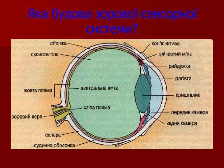 Яка будова зорової сенсорної системи? 