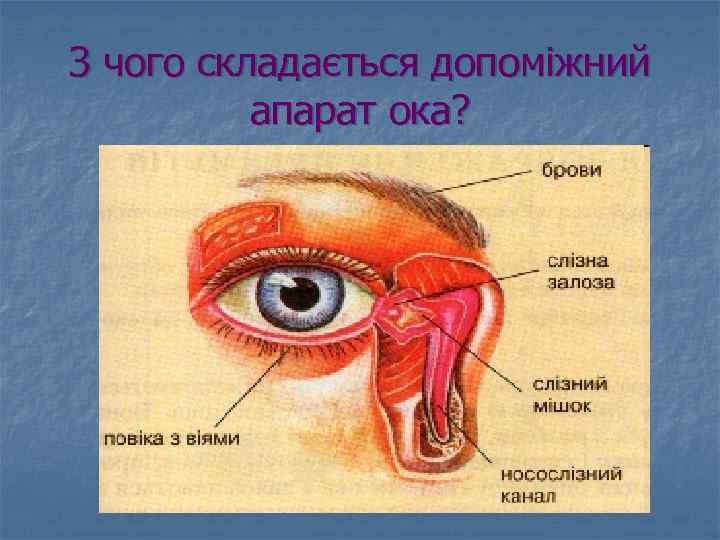 З чого складається допоміжний апарат ока? 