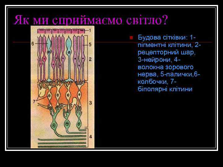 Як ми сприймаємо світло? n Будова сітківки: 1 пігментні клітини, 2 рецепторний шар, 3