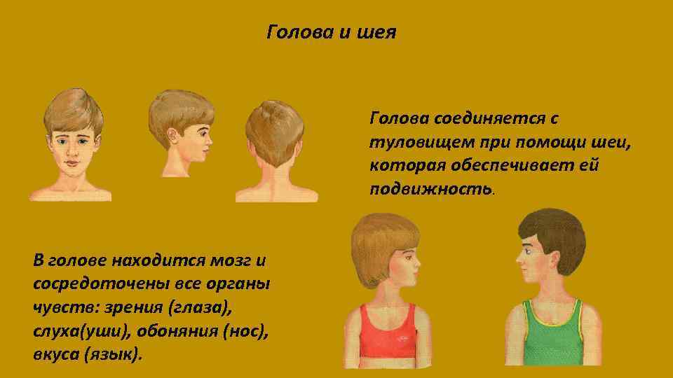 Голова шея туловище. Подвижность головы это. Соединение шеи и головы. Голова и шея для презентации. Соединение головы с туловищем.