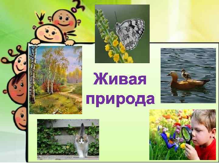 Живая природа 