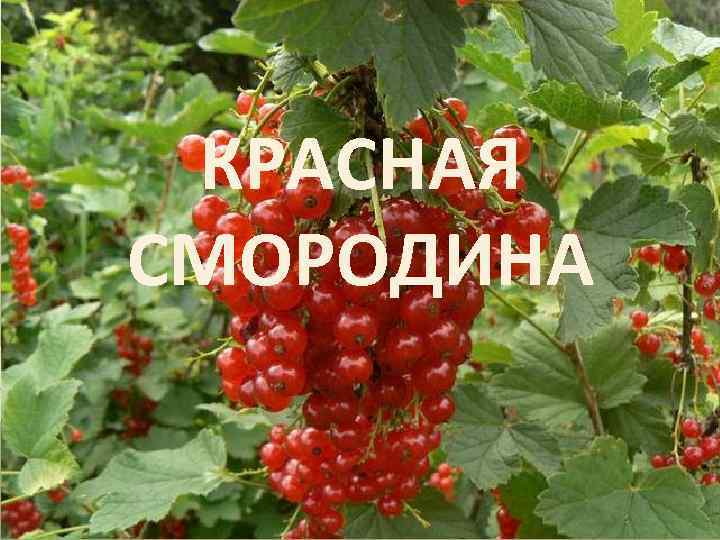 КРАСНАЯ СМОРОДИНА 