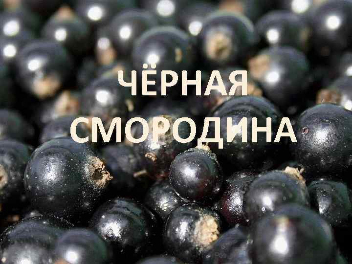 ЧЁРНАЯ СМОРОДИНА 