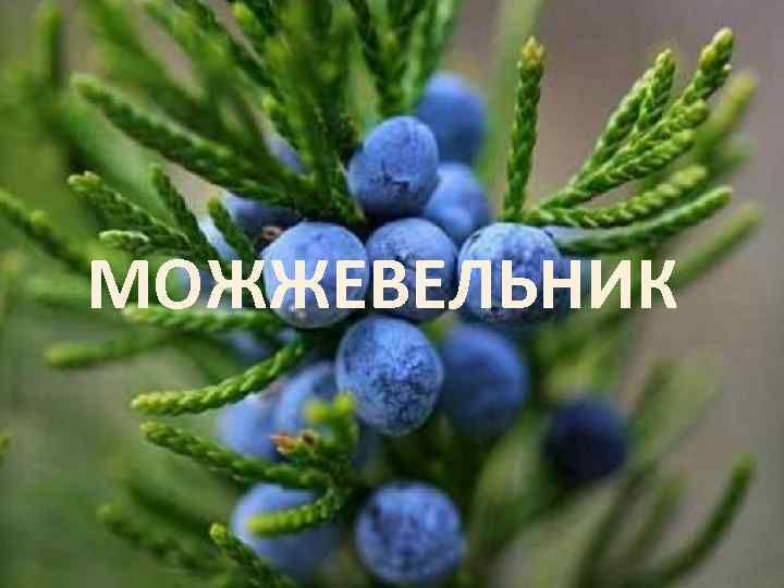 МОЖЖЕВЕЛЬНИК 