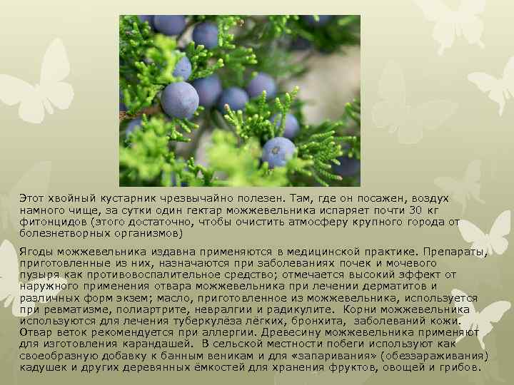 Этот хвойный кустарник чрезвычайно полезен. Там, где он посажен, воздух намного чище, за сутки