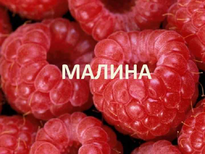 МАЛИНА 