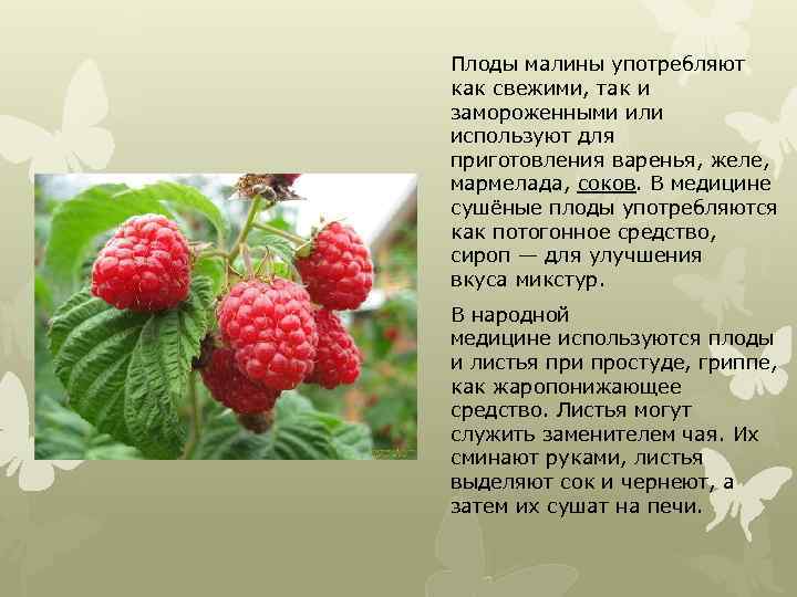 Плоды малины употребляют как свежими, так и замороженными или используют для приготовления варенья, желе,