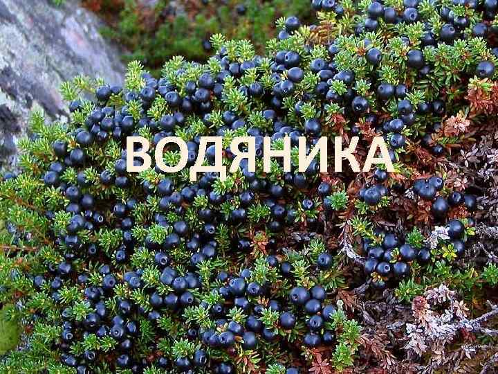 ВОДЯНИКА 