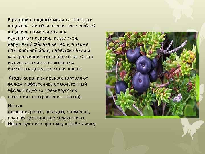 В русской народной медицине отвар и водочная настойка из листьев и стеблей водяники применяется