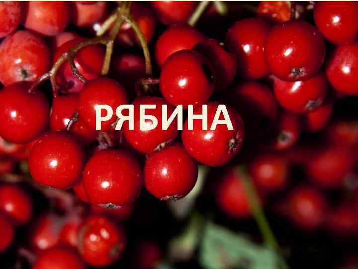 РЯБИНА 