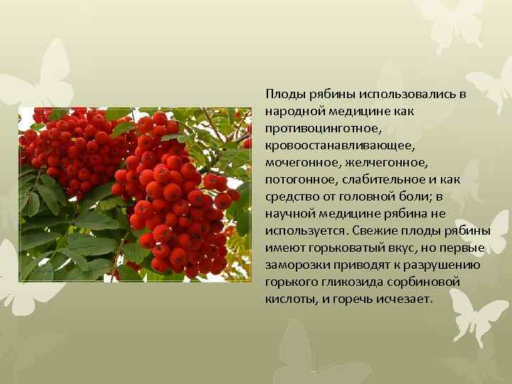 Плоды рябины использовались в народной медицине как противоцинготное, кровоостанавливающее, мочегонное, желчегонное, потогонное, слабительное и