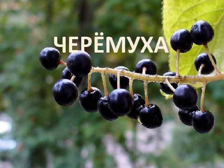 ЧЕРЁМУХА 
