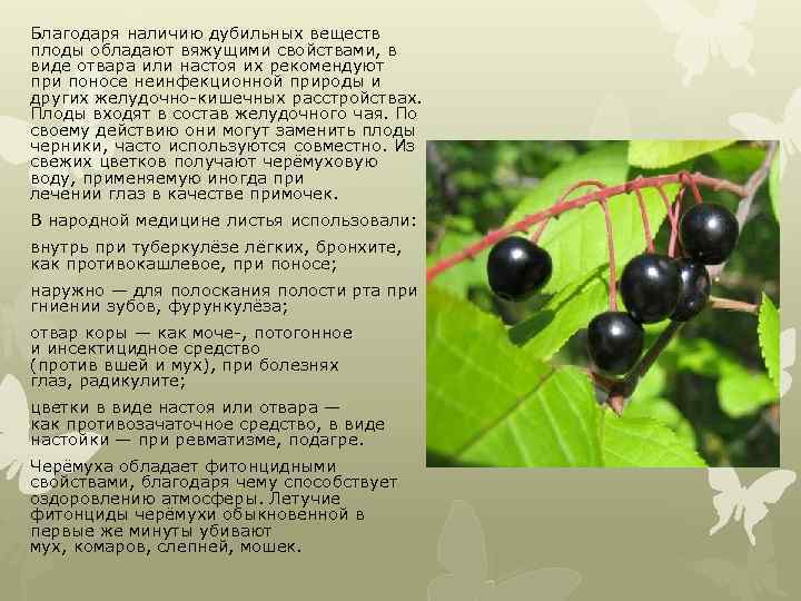 Благодаря наличию дубильных веществ плоды обладают вяжущими свойствами, в виде отвара или настоя их