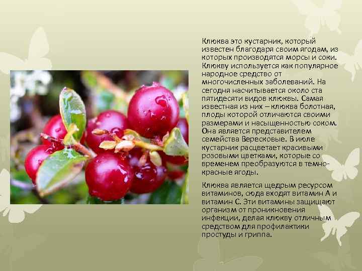 Клюква это кустарник, который известен благодаря своим ягодам, из которых производятся морсы и соки.
