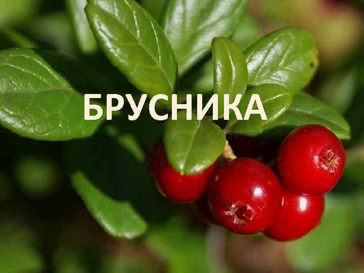 БРУСНИКА 