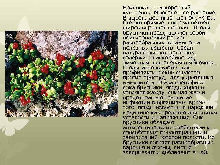 Брусника – низкорослый кустарник. Многолетнее растение. В высоту достигает до полуметра. Стебли прямые, система