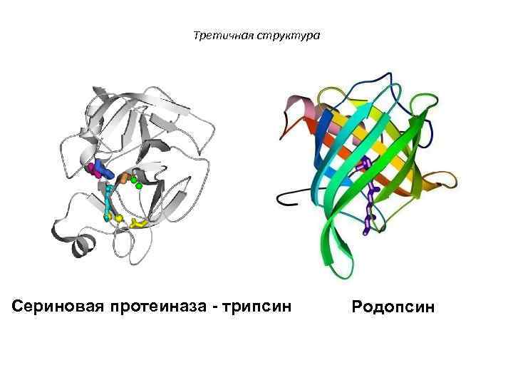 Третичная структура Сериновая протеиназа - трипсин Родопсин 