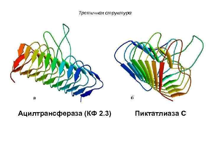 Третичная структура Ацилтрансфераза (КФ 2. 3) Пиктатлиаза С 