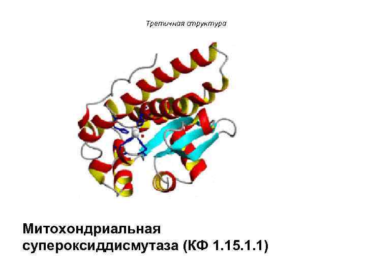Третичная структура Митохондриальная супероксиддисмутаза (КФ 1. 15. 1. 1) 