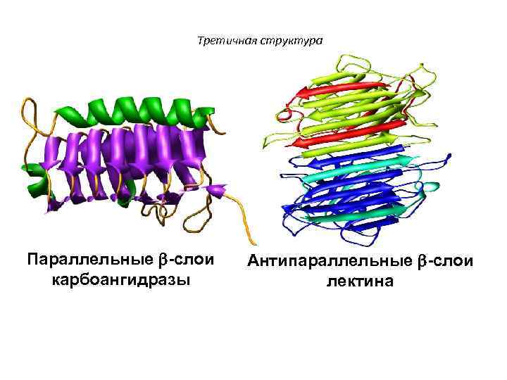 Третичная структура Параллельные -слои карбоангидразы Антипараллельные -слои лектина 