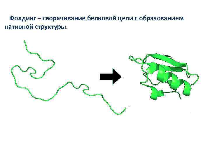 Фолдинг – сворачивание белковой цепи с образованием нативной структуры. 
