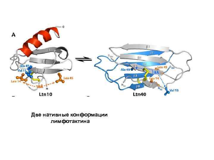 Две нативные конформации лимфотактина 