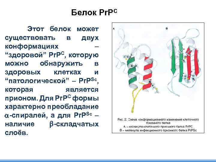Белок Pr. PC Этот белок может существовать в двух конформациях – “здоровой” Pr. PC,