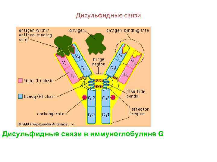 Дисульфидные связи в иммуноглобулине G 