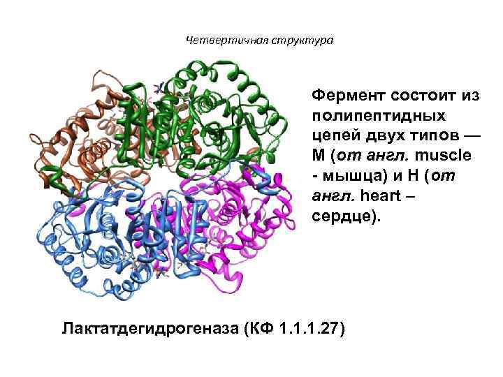 Четвертичная структура Фермент состоит из полипептидных цепей двух типов — М (от англ. muscle