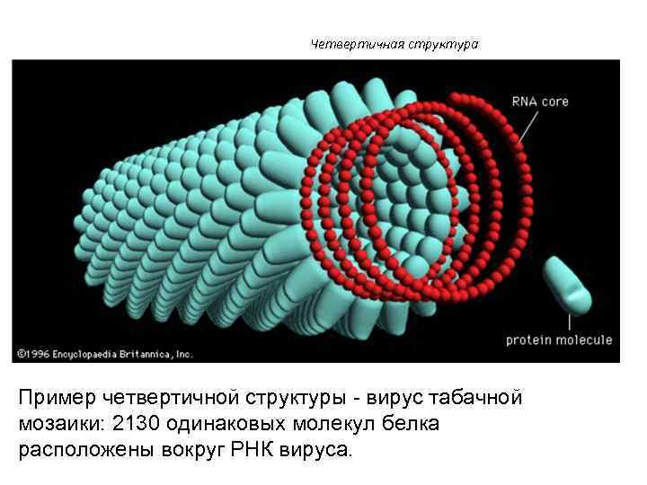 Четвертичная структура Пример четвертичной структуры - вирус табачной мозаики: 2130 одинаковых молекул белка расположены