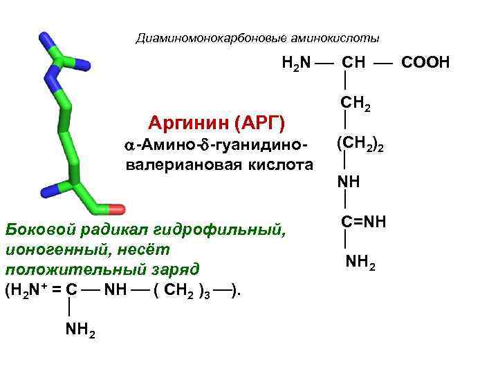 Диаминомонокарбоновые аминокислоты H 2 N CH COOH CH 2 Аргинин (АРГ) (CH 2)2 -Амино-