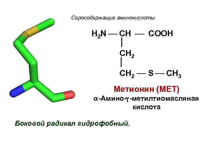 Серосодержащие аминокислоты H 2 N CH COOH CH 2 S CH 3 Метионин (МЕТ)