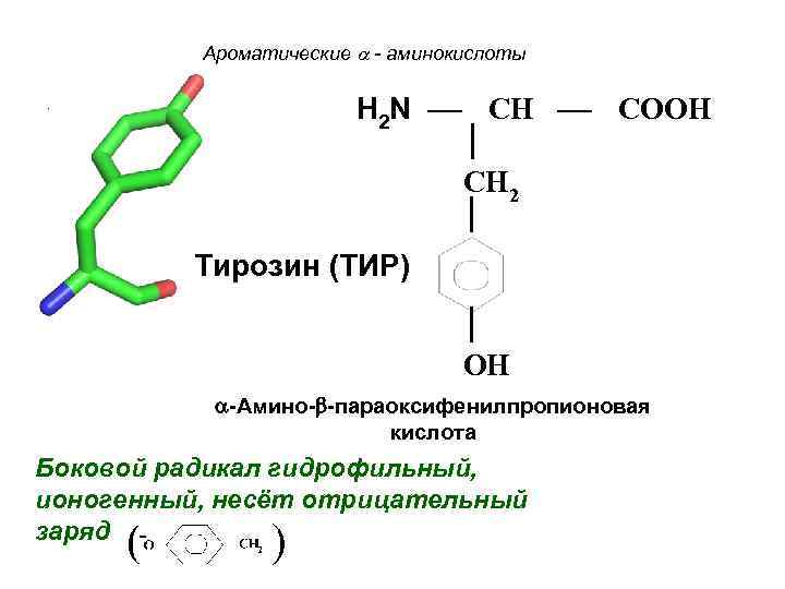Ароматические - аминокислоты. H 2 N CH COOH CH 2 Тирозин (ТИР) OH -Амино-