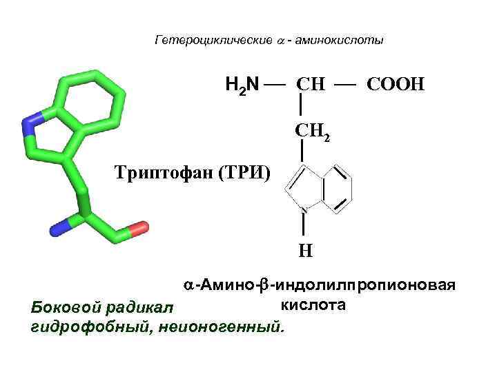 Гетероциклические - аминокислоты H 2 N CH COOH CH 2 Триптофан (ТРИ) H -Амино-