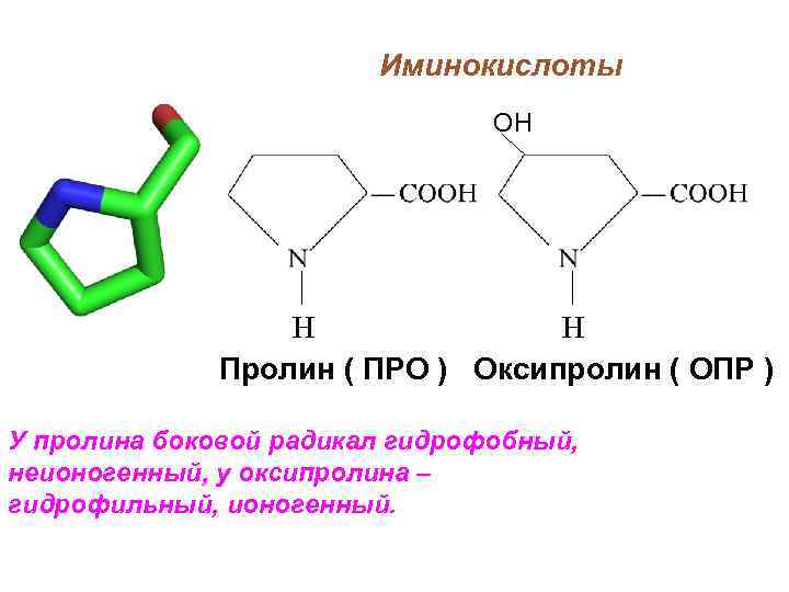 Иминокислоты OH H H Пролин ( ПРО ) Оксипролин ( ОПР ) У пролина