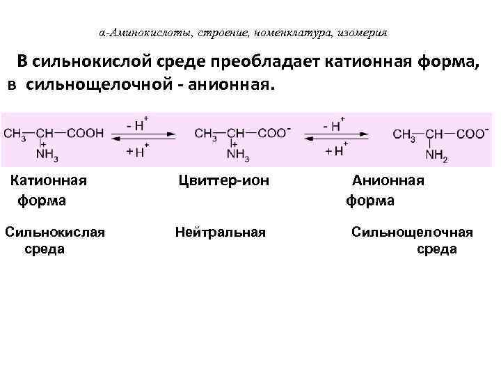 α-Аминокислоты, строение, номенклатура, изомерия В сильнокислой среде преобладает катионная форма, в сильнощелочной - анионная.